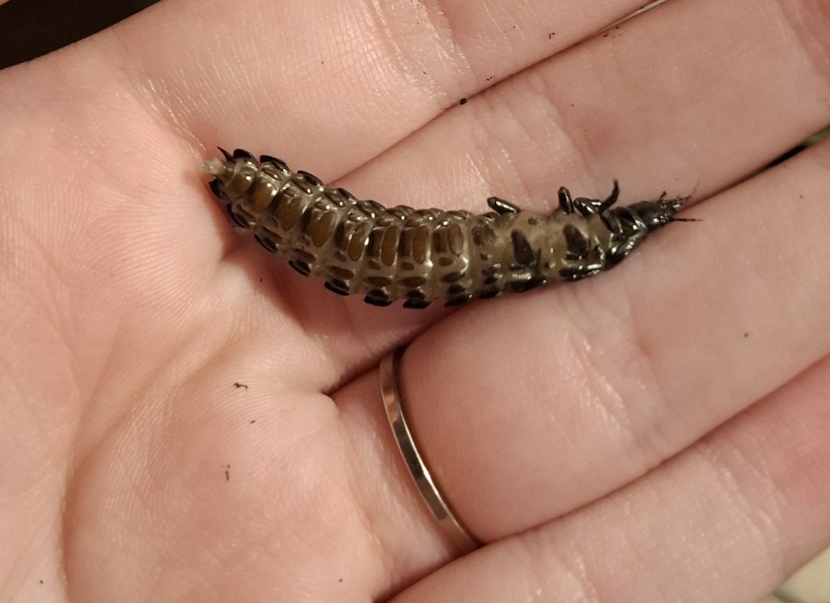 Spinzo🪲🏳️‍🌈🍉 tweet media