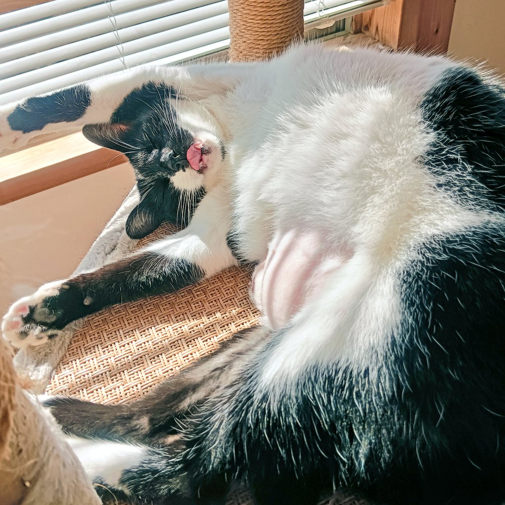 にゃ〜そにゃるカラー
イエベ春、ブルベ夏、ブルベ冬