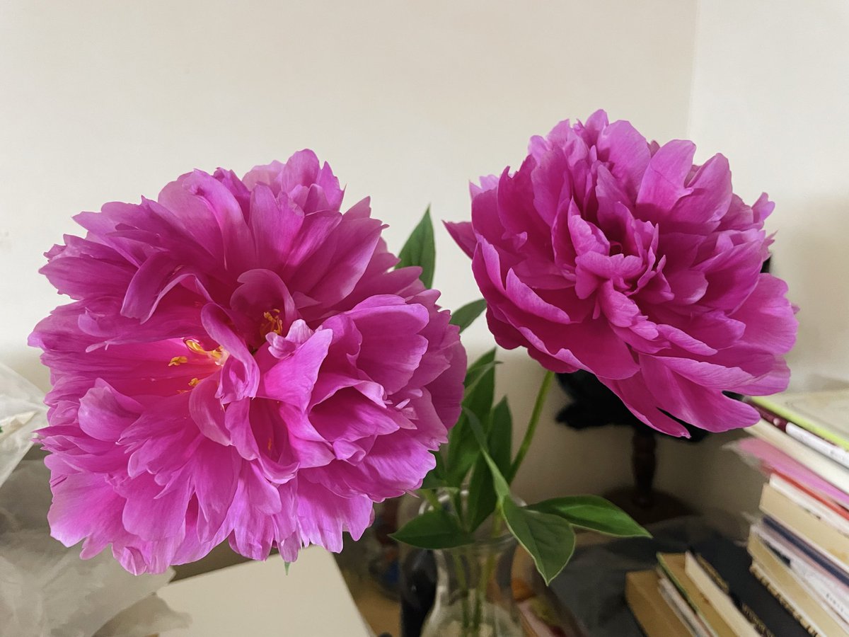 今年も芍薬の季節がきました。
資料写真たくさん撮ります。

※愛猫が花を食べるので、切花はいつも背の高い本棚の上に置きます。