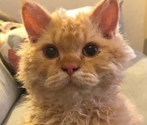 they electrocuted my cat…