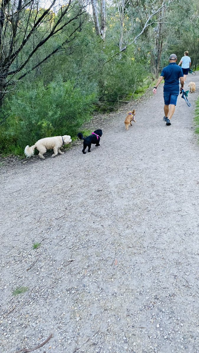 GetsPuppy's tweet image. The cousins came over today and they all had a walk in the girls’ favourite park #MollyAndBelle #cousins