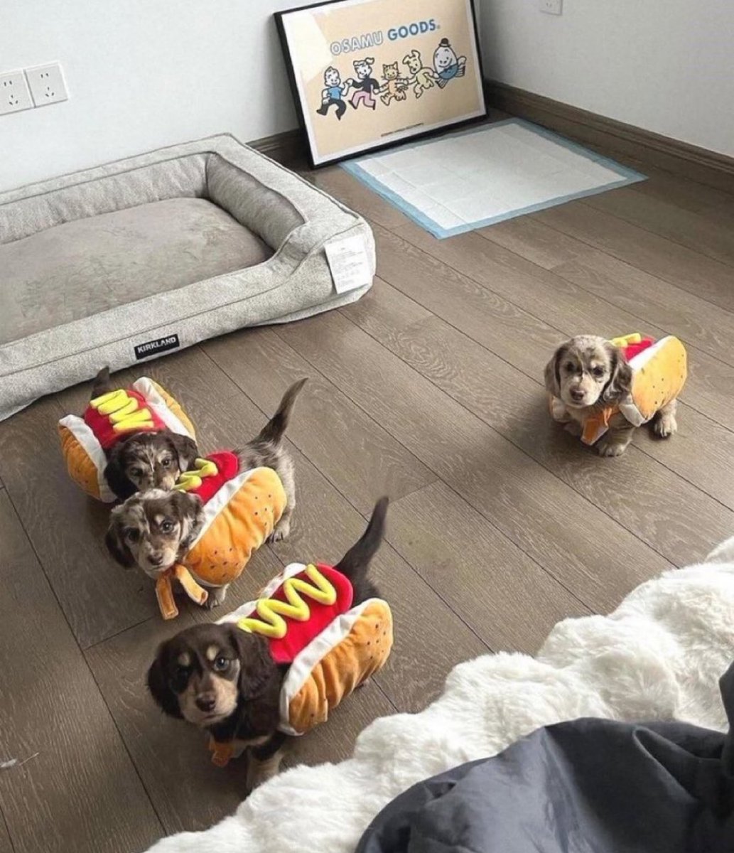 犬しか勝たん tweet media