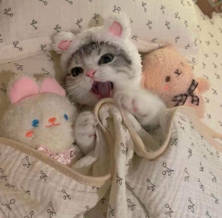 Daily Cat Posts tweet media