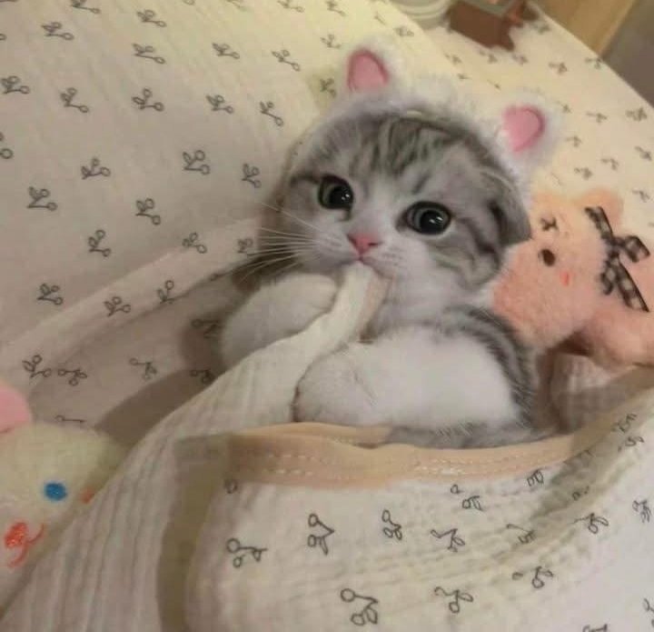 Daily Cat Posts tweet media