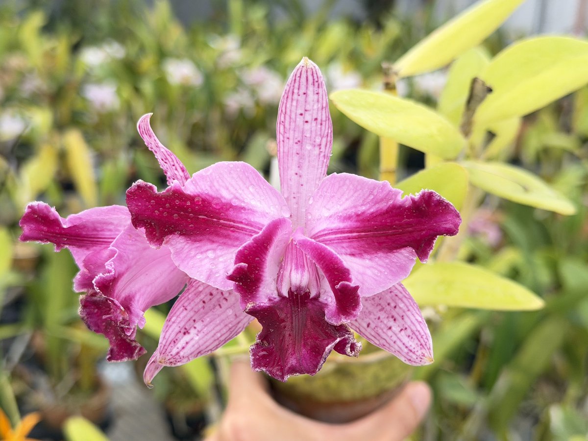 FlorestaAoi tweet media