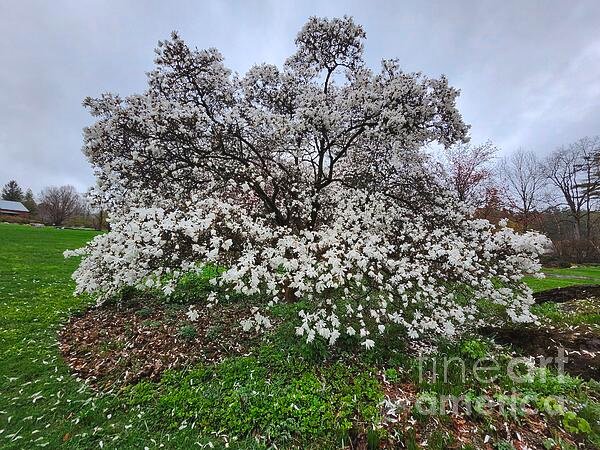 AtlasTracer's tweet image. Good morning. 
#atlastracer #spring #NewEngland #Berkshires 
fineartamerica.com/featured/a-tre…