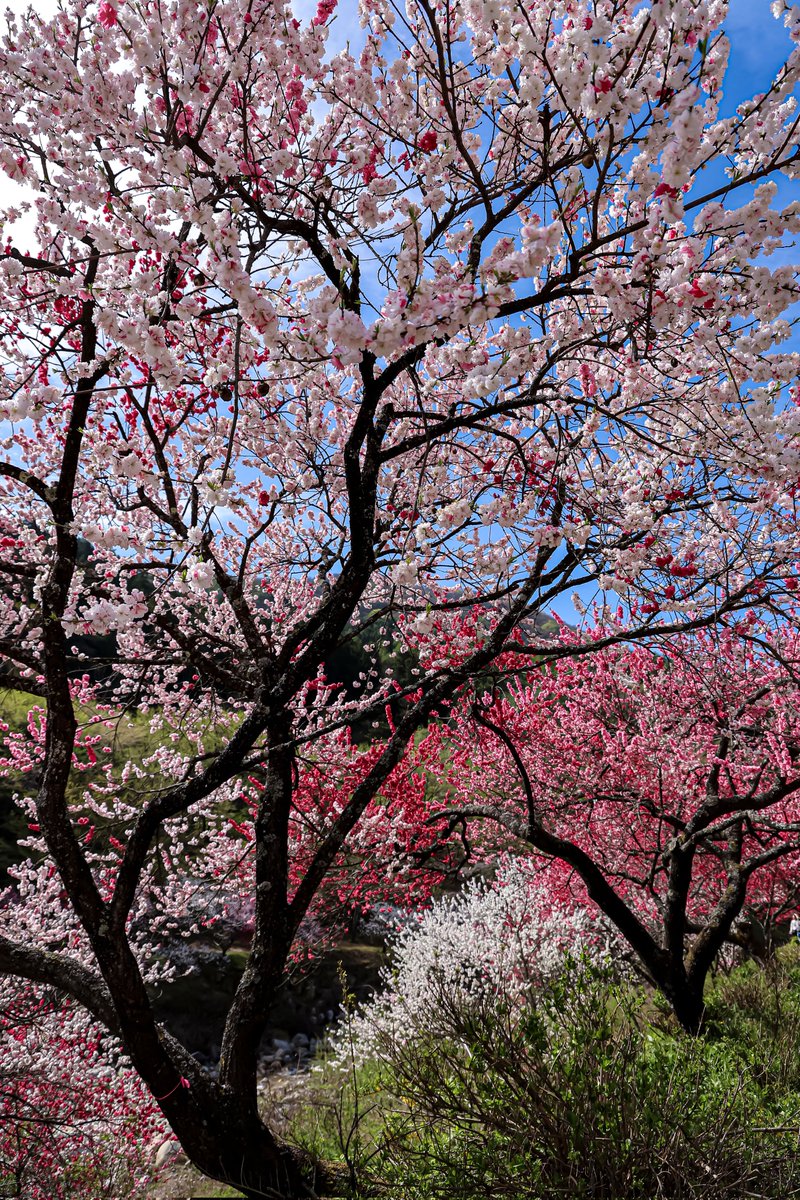 たかたか tweet media