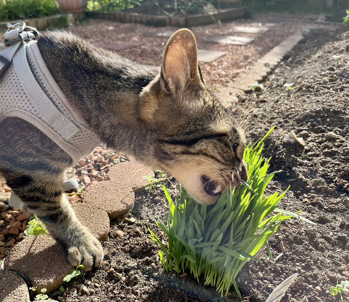 春ですね☘️
お庭散歩が気持ちいい季節になりましたにゃ😽
ハナミズキの下を通って猫草でランチ♪
黄砂？そんなのかんけいにゃーい😼✨
#猫がいる幸せ 
#猫好きさんとつながりたい