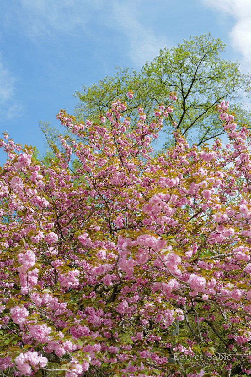 eau_et_sable's tweet photo. 先週末の桜
鈴なりに、もこもこに咲いていてラッキーでした🩷
今年の桜もあっという間にお終い
来年もまたあえるといいな😌
おやすみなさい🌛
#いつもの公園
#桜・関山 https://t.co/iEegZvtvtL