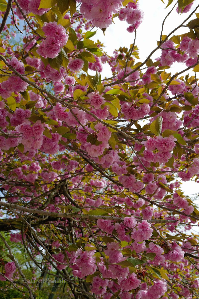 eau_et_sable's tweet photo. 先週末の桜
鈴なりに、もこもこに咲いていてラッキーでした🩷
今年の桜もあっという間にお終い
来年もまたあえるといいな😌
おやすみなさい🌛
#いつもの公園
#桜・関山 https://t.co/iEegZvtvtL