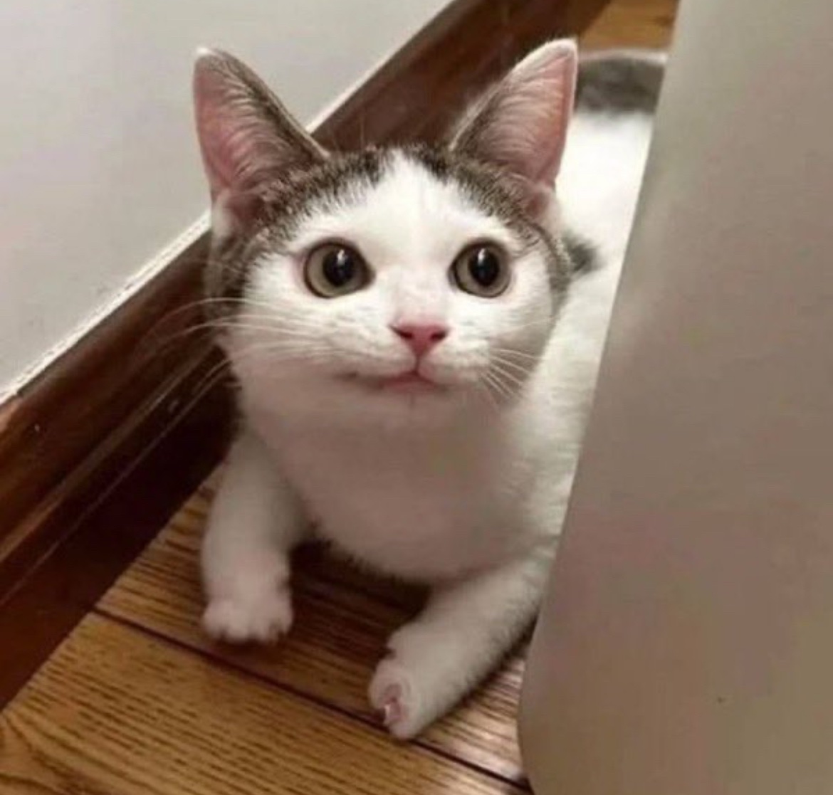 犬しか勝たん tweet media