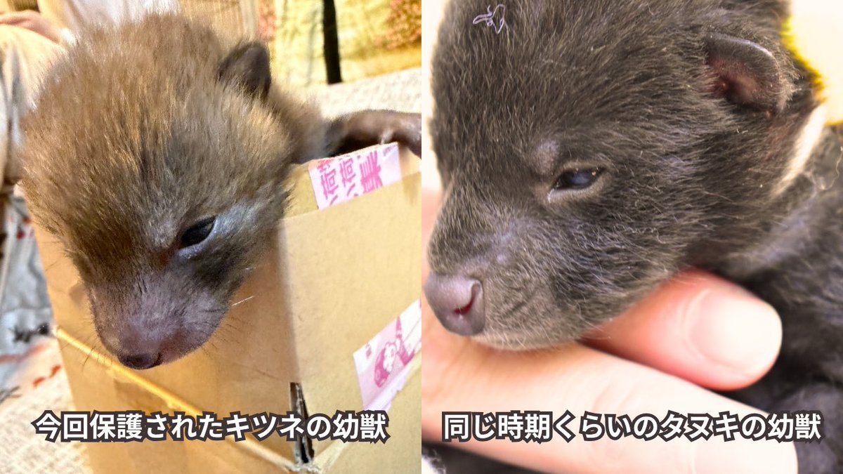 NPO法人ジャパンワイルドライフセンター(JWC) tweet media