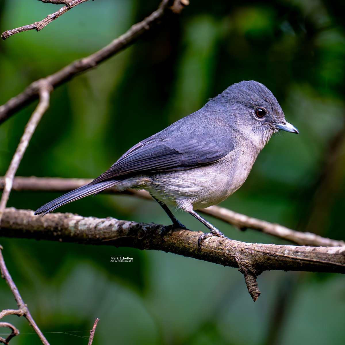 charlieschef's tweet image. White-eyed Slaty Flycatcher, markscheflen.com #bwindiImpenetrableforest #uganda #birdsofafrica #birdphotography #biodiversity #flycatchers #conservationphotography #birdsseenin2026