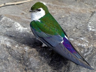 BuhosNo's tweet photo. Golondrina verdemar (Tachycineta thalassina)

Paseriforme de la familia Hirundinidae. Es un ave migratoria nativa de América del Norte que pasa el invierno en América Central y el norte de Sudamérica. https://t.co/GaQKdKiRA5