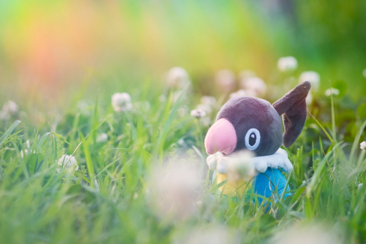 カオルぴ📷 pokephotographer tweet media