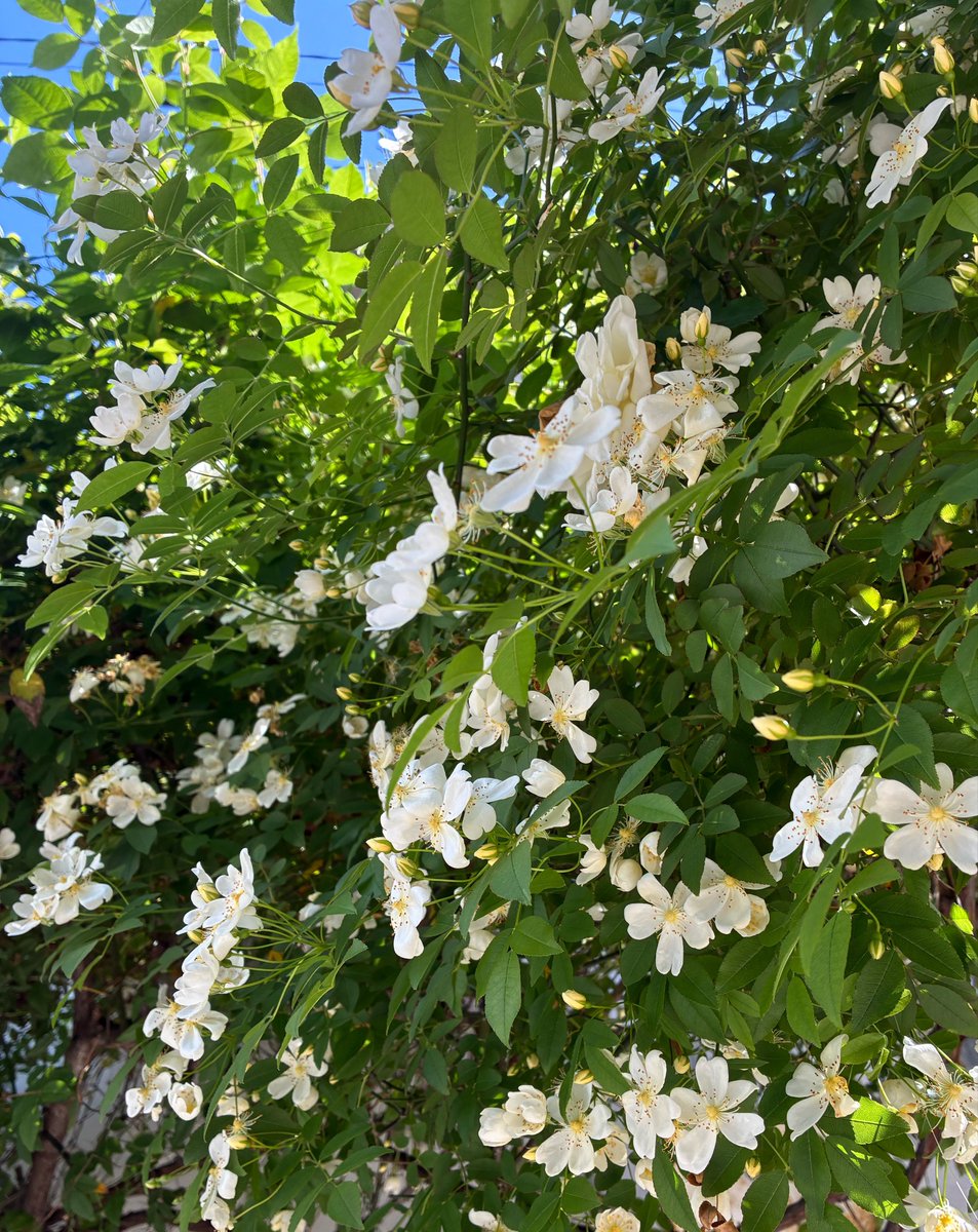 とおり🅱️ (@chawanmushi_fox) on Twitter photo 