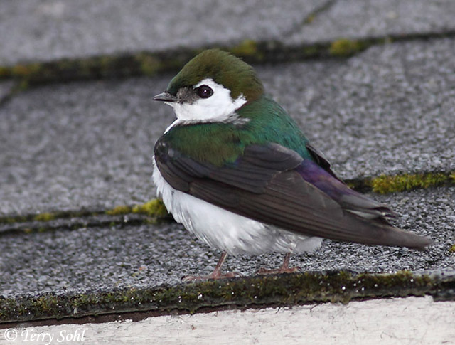 BuhosNo's tweet photo. Golondrina verdemar (Tachycineta thalassina)

Paseriforme de la familia Hirundinidae. Es un ave migratoria nativa de América del Norte que pasa el invierno en América Central y el norte de Sudamérica. https://t.co/GaQKdKiRA5
