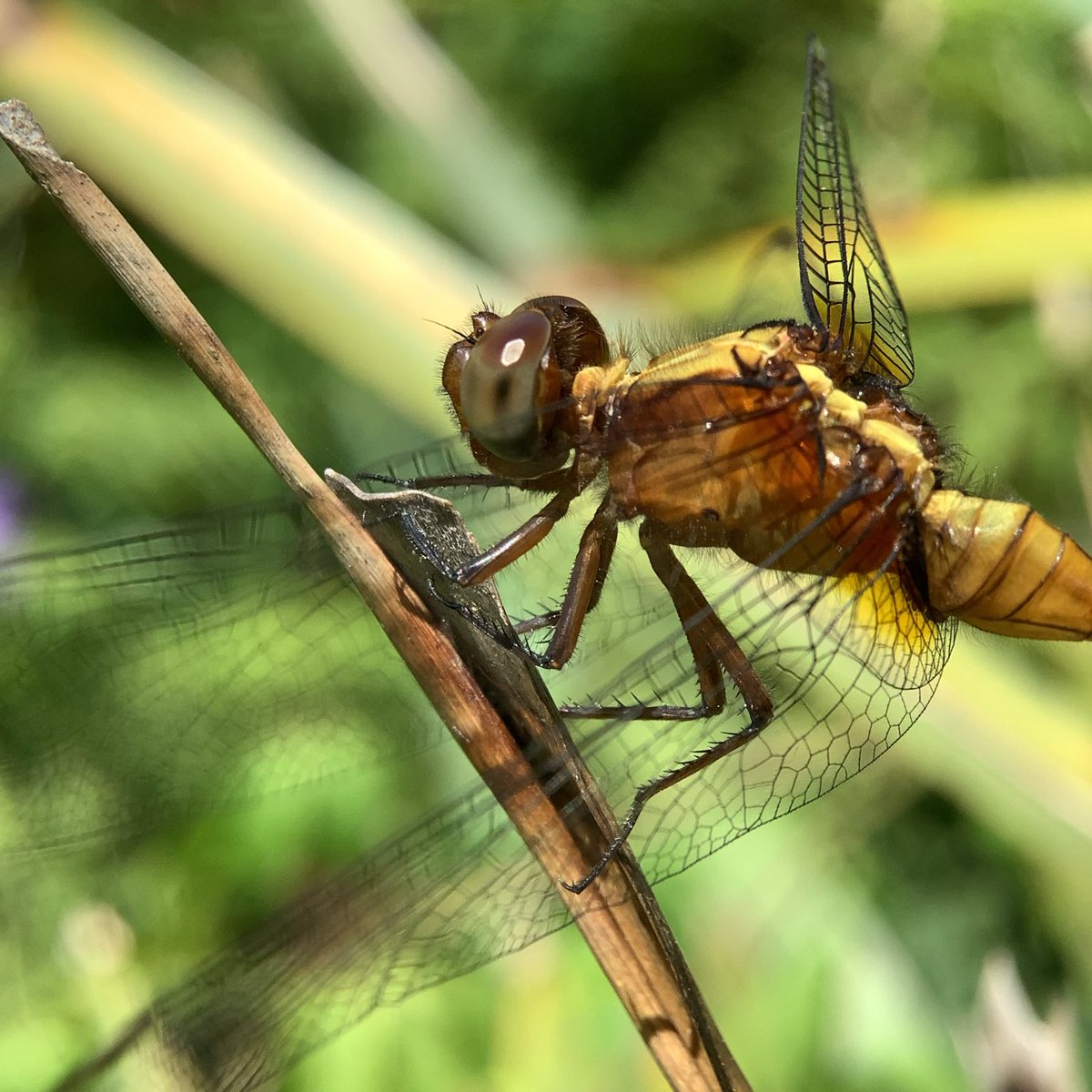 nikkifirewall's tweet image. Wishing you all a very happy, safe and peaceful day or evening around the globe with #Nature and the importance of #Insects. Insects keep the planet liveable - they’re vital to our existence and they’re vanishing!.