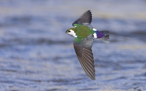 BuhosNo's tweet photo. Golondrina verdemar (Tachycineta thalassina)

Paseriforme de la familia Hirundinidae. Es un ave migratoria nativa de América del Norte que pasa el invierno en América Central y el norte de Sudamérica. https://t.co/GaQKdKiRA5