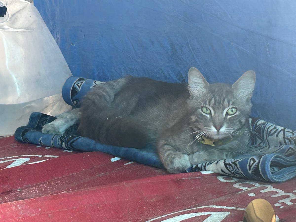 Salam animal care tweet media