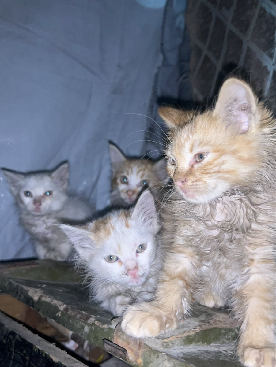 Salam animal care tweet media