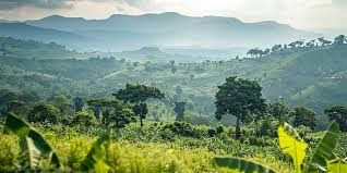 gbushu2014's tweet image. La couverture forestière de l’Éthiopie a atteint 23,6 % ! Notre engagement à travers la Green Legacy renforce des écosystèmes plus sains, préserve les sols et les ressources en eau, et crée des emplois verts durables à travers tout le pays.
#PMOEthiopia #GreenLegacy