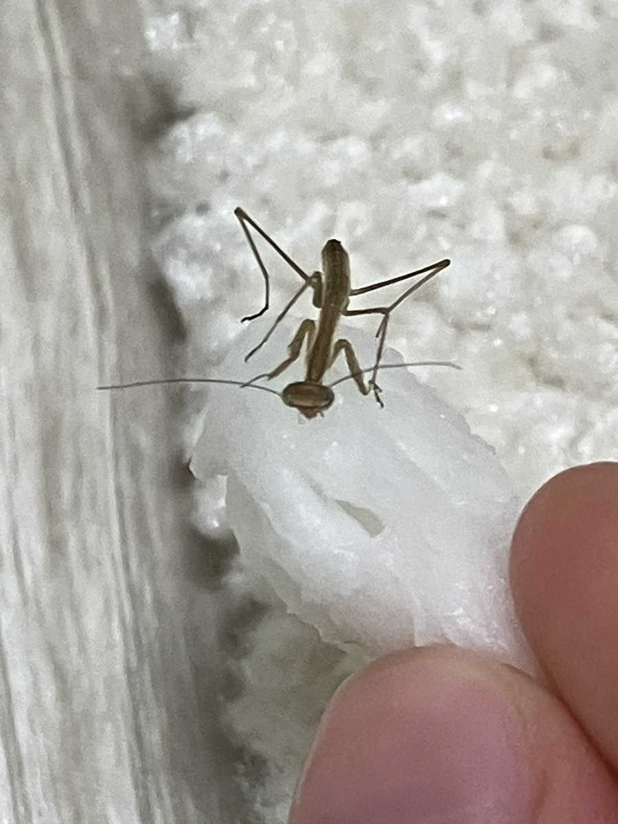 grasshopper4600's tweet photo. オオカマキリ孵化しました！
去年は最初が5月13日でした。
これからの孵化と成長が楽しみ。 https://t.co/clmfrwJWUN
