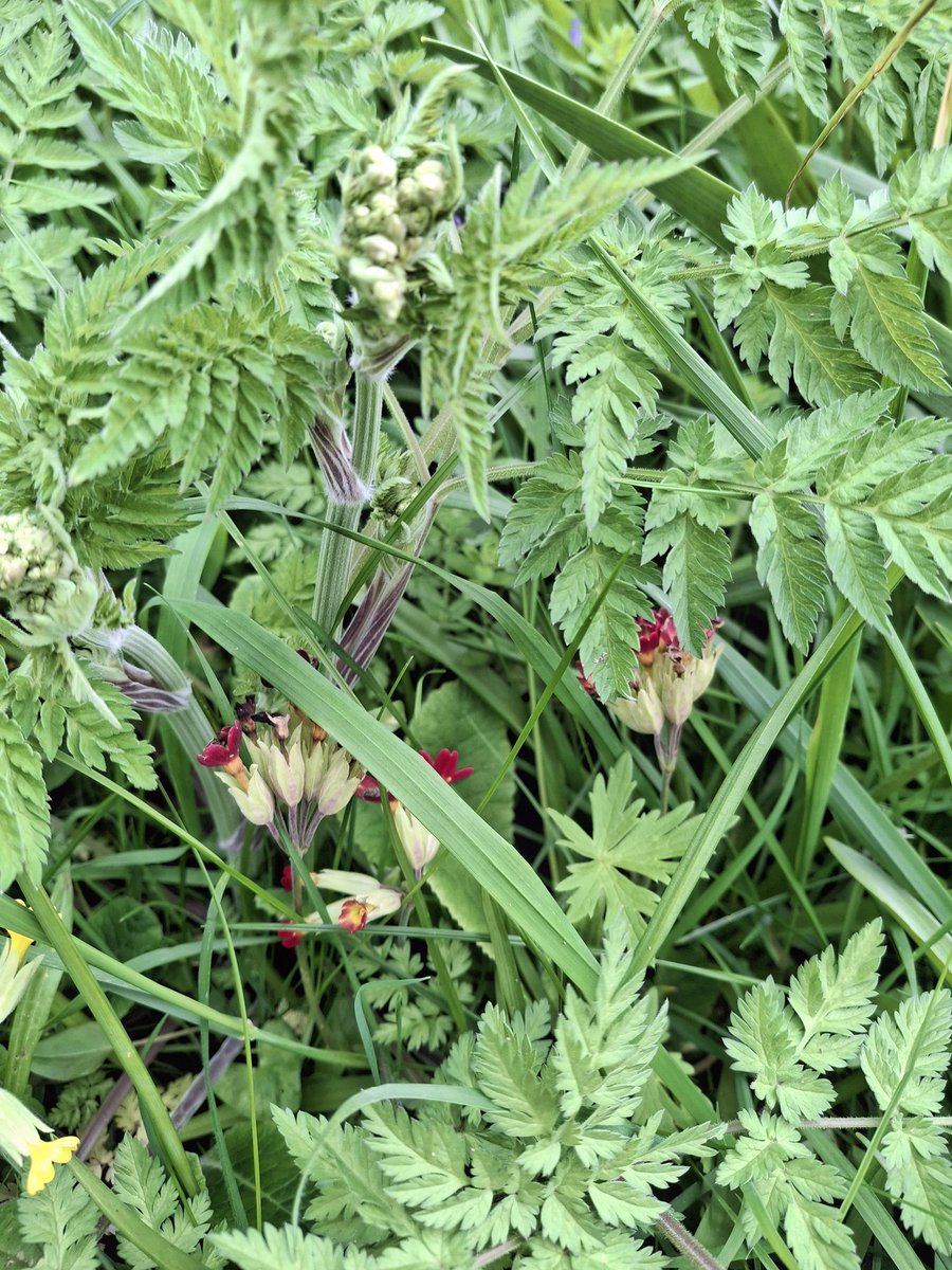 Clariss96192813's tweet image. Green with a little bit of red,anyone tell me are these cowslips? #green #leaves #nature