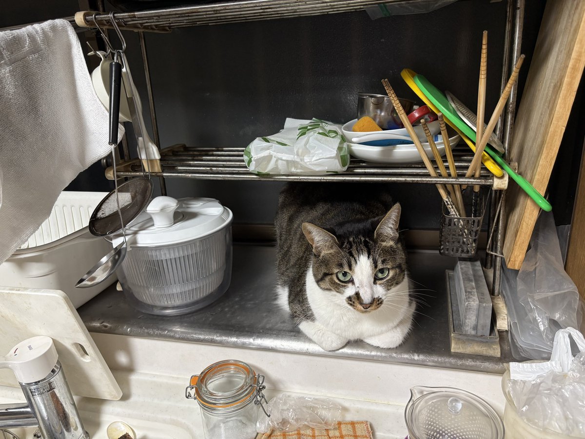 冬生(tousei)⚡️人外系な人たち tweet media