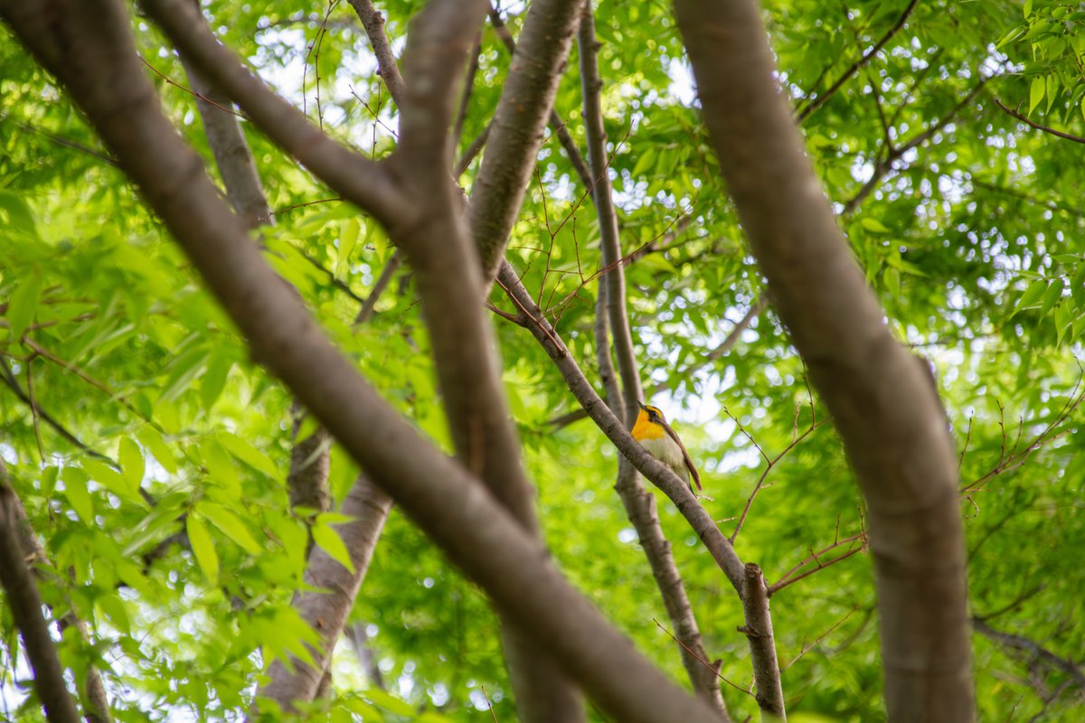 へるにあおにいさん tweet media