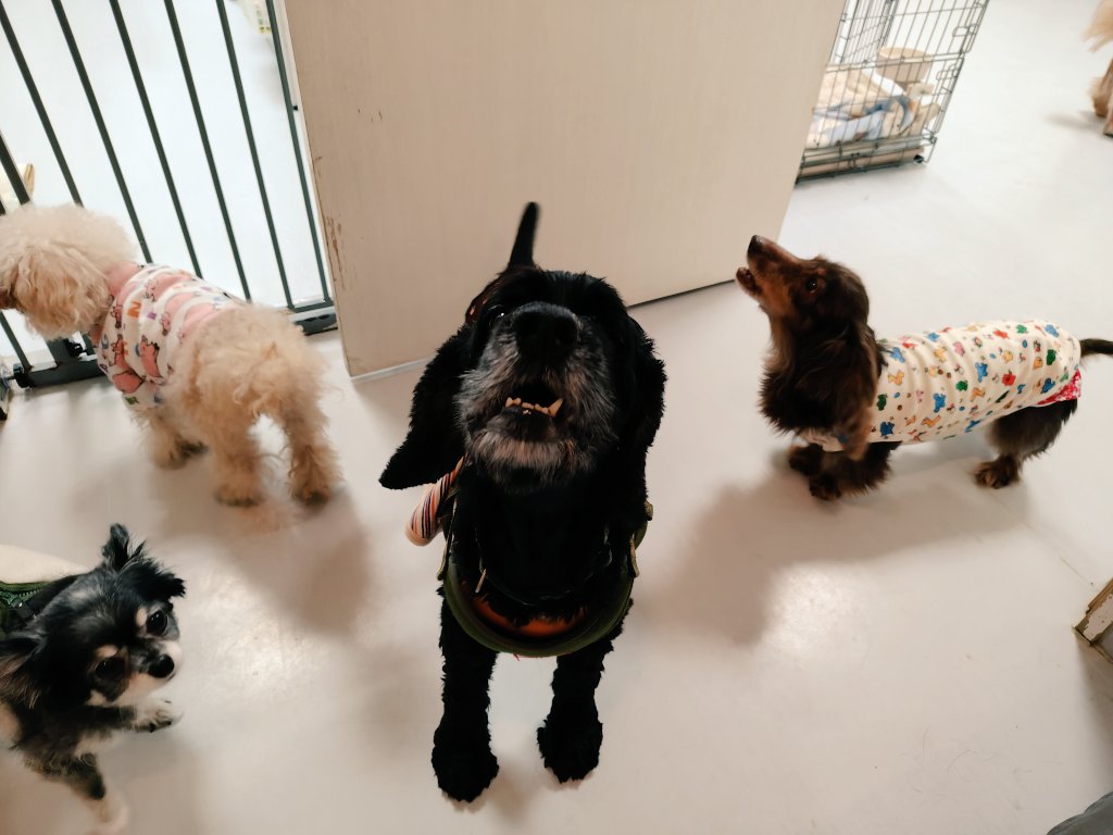 老犬介護ホームろうたす tweet media