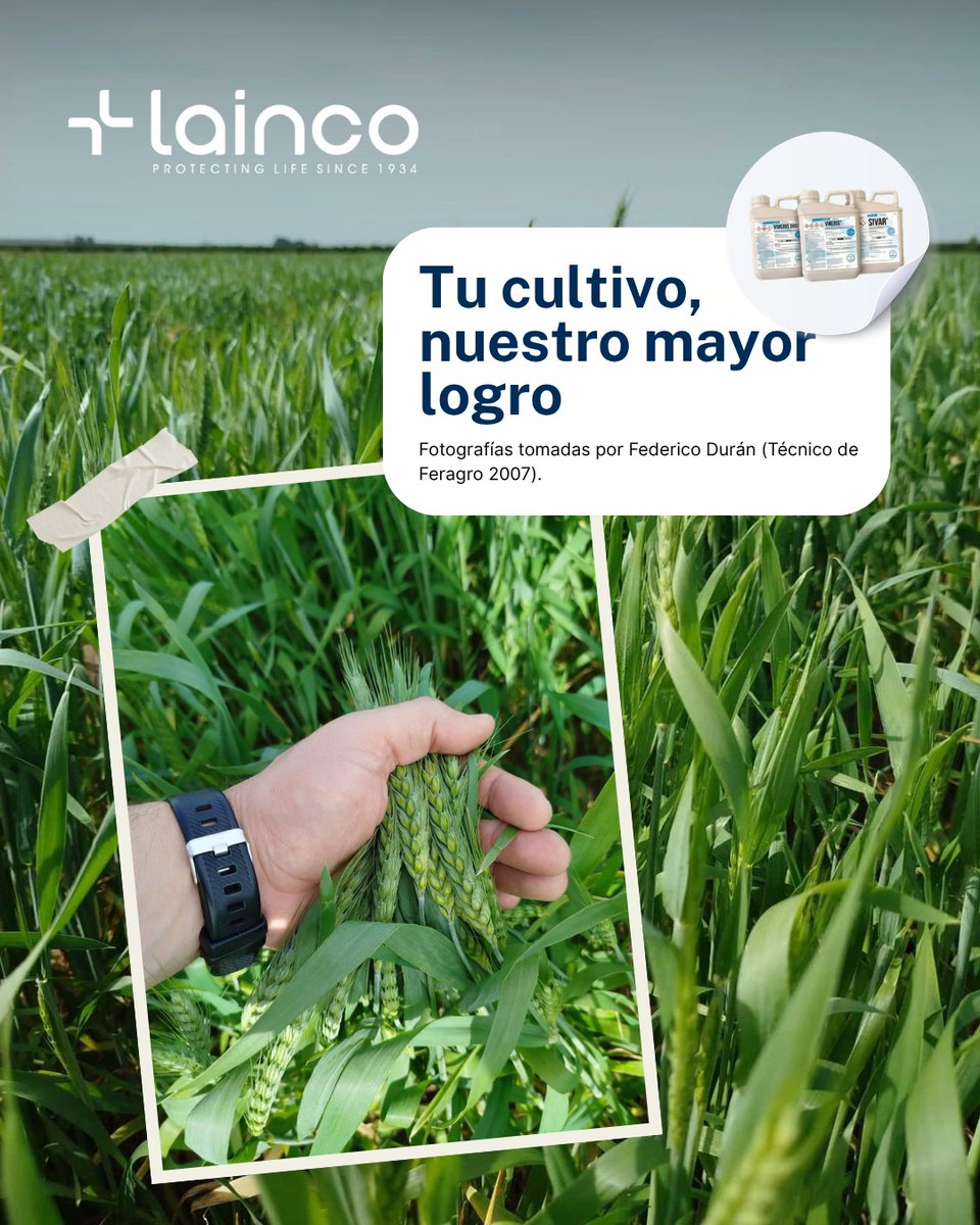 LaincoAgro's tweet image. En cereal, la estrategia lo es todo 🌾
VIMERIS® DUO, VIMERIS® y SIVAR®, soluciones de LAINCO, ayudan a proteger el cultivo frente a enfermedades como Septoria, roya, Fusarium u oídio en fases clave.
📸 Federico Durán
#LaincoAgro #Trigo #Cereal