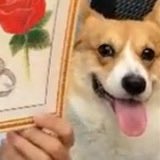 보보 혓바닥 내밀때 너무 귀여워 ㅜㅜ
