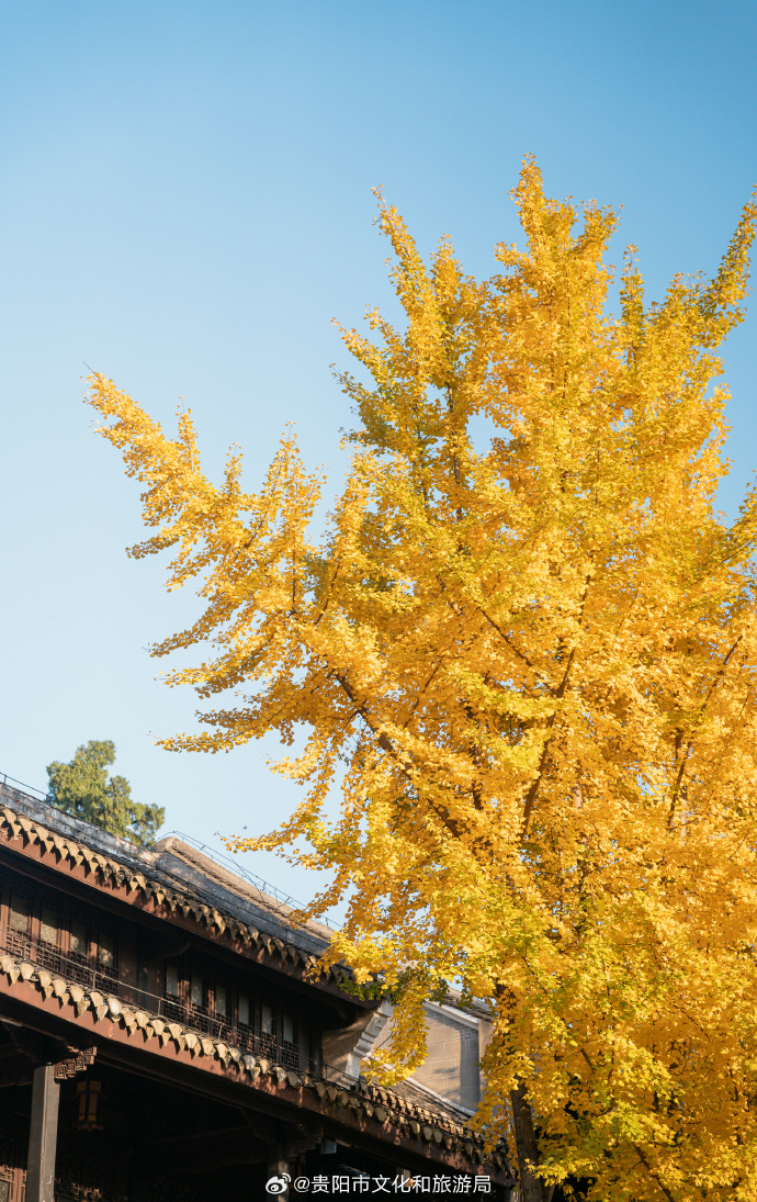 ks830105's tweet image. Autumn breeze, golden leaves, cozy sweaters—perfect day to stroll with a warm latte  #FallVibes