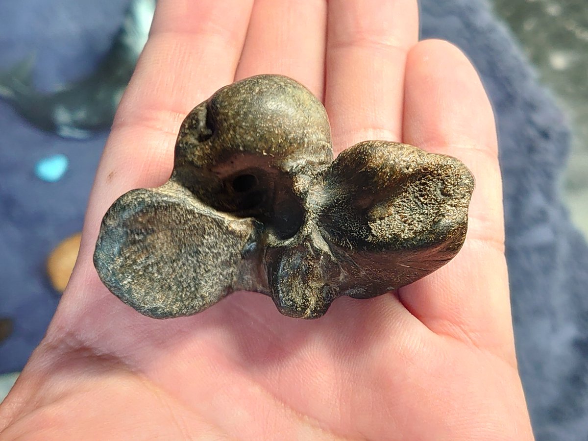 ガッツリ化石探しに海に行きましたが、またしてもサメの歯には会えず😭
その変わりに特大布袋様が落ちてました✨
あとデカメノウと顎付きハリセンボンの歯

#ビーチコーミング #化石 #耳骨