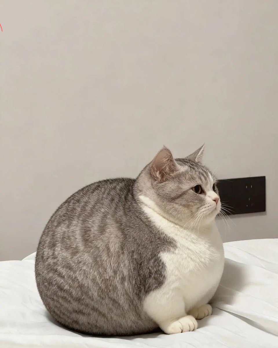 尊い動物 tweet media