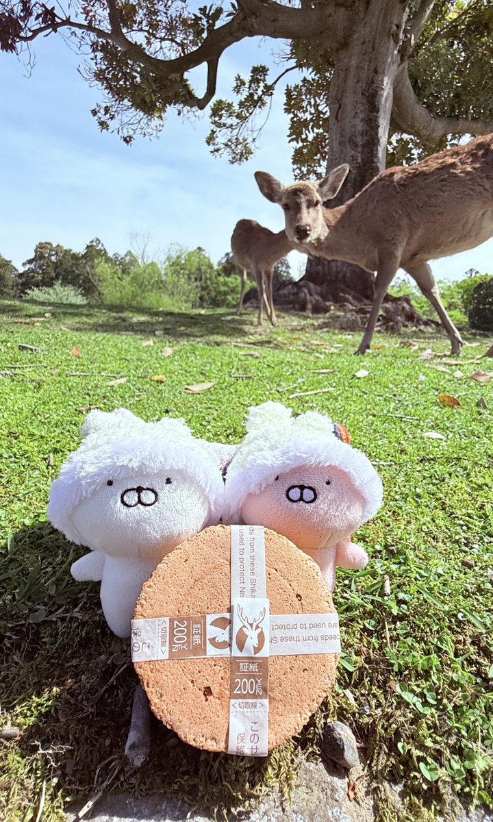 yu__uki1's tweet photo. 朝思い立って奈良に行ってお寺巡り😆
奈良の大仏大きかったなー🙏
うさまるの前に鹿せんべい置いて写真撮ったらせんべいに気づいたのか2頭近づいて食べさせたらどんどん鹿が増えて...💦
結局鹿に襲われる始末😱
一瞬で無くなったけど可愛かったな☺️ https://t.co/9Ur3Pnj93k