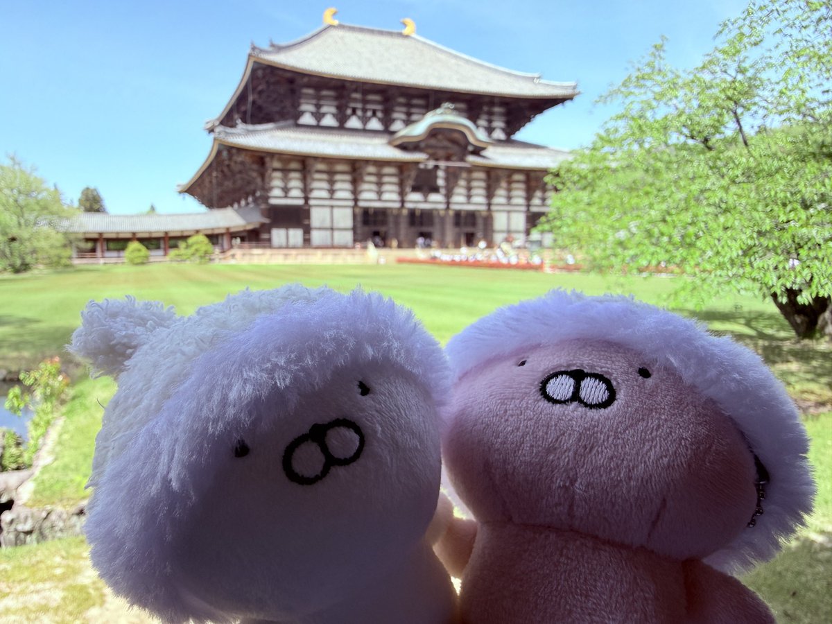 yu__uki1's tweet photo. 朝思い立って奈良に行ってお寺巡り😆
奈良の大仏大きかったなー🙏
うさまるの前に鹿せんべい置いて写真撮ったらせんべいに気づいたのか2頭近づいて食べさせたらどんどん鹿が増えて...💦
結局鹿に襲われる始末😱
一瞬で無くなったけど可愛かったな☺️ https://t.co/9Ur3Pnj93k