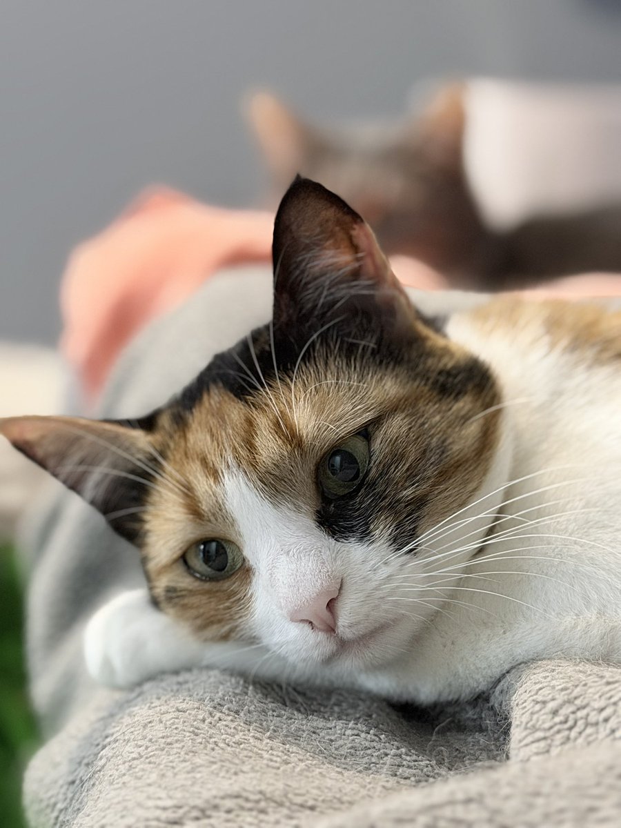 Irena Druzenko 🇺🇦🐈‍⬛ KCC (Kyiv Cat Crew) tweet media