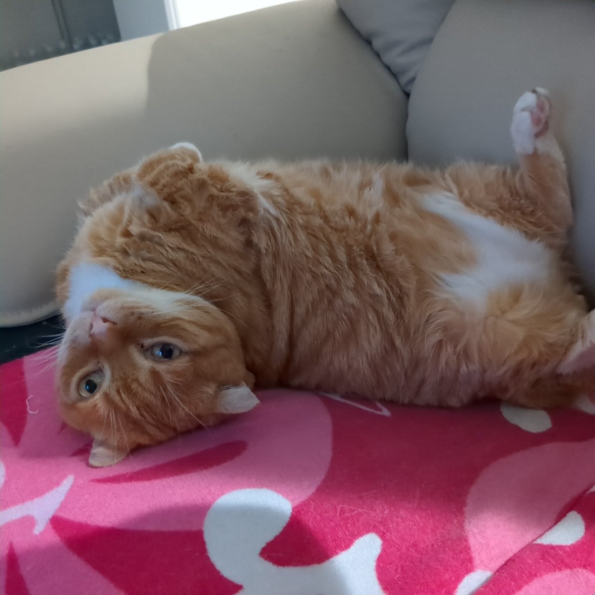 ill pharman 🧪🧫🔬 tweet media