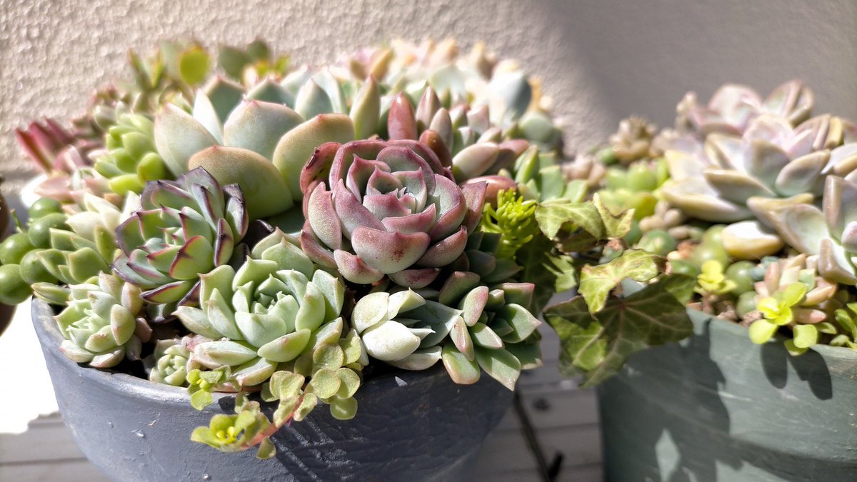 4/25(土)26(日)
BOTANICAL MARKET
in 道の駅うご端縫いの郷
開催‼️

年に一度の
『多肉植物』の祭典🌵

多肉植物や塊根植物
灌木、ビカク、ハンドクラフト、アロマの東北の人気ショップ＆生産者が道の駅うごに大集結‼️

毎年大人気のイベントです

ぜひお越しください😄