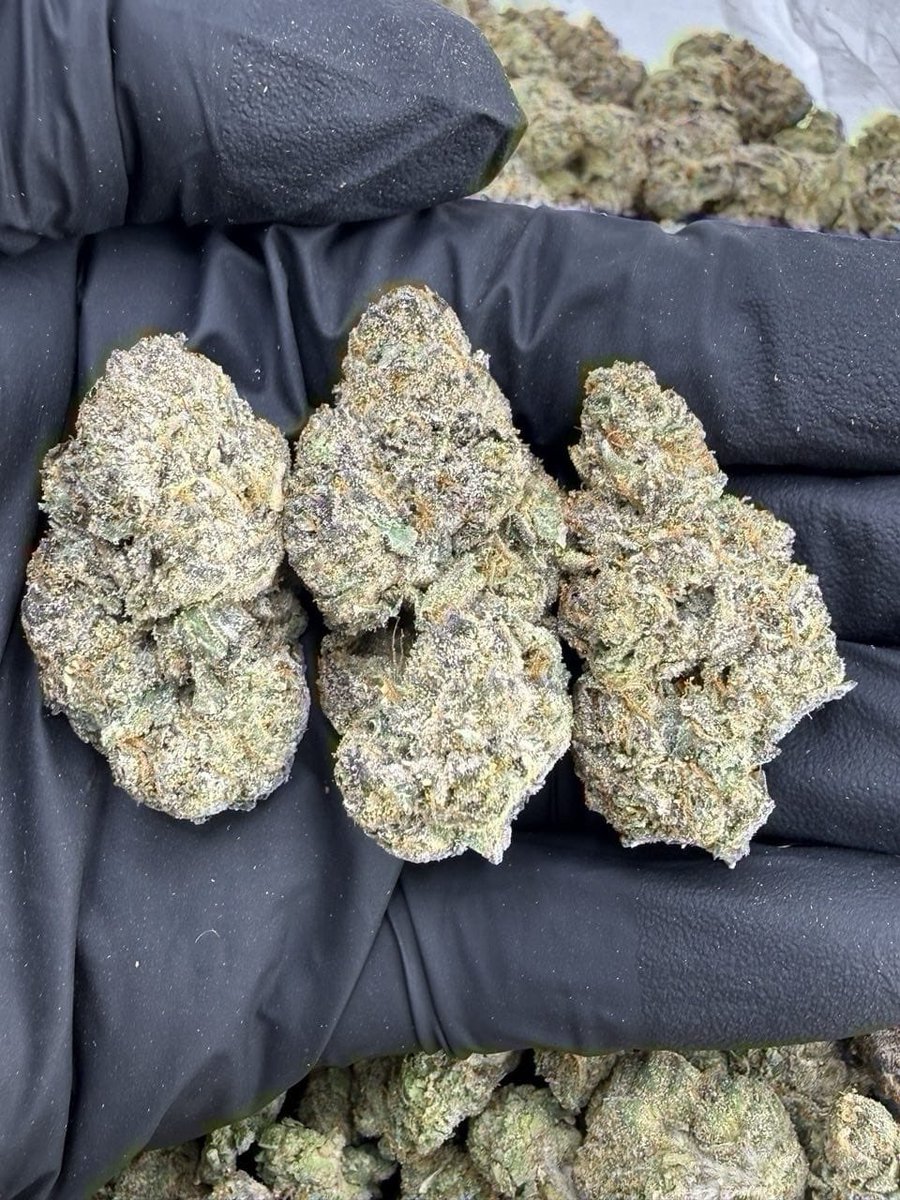 APack23550's tweet photo. Candy Paint 
-----------------------------
Bright colorful nugs covered in thick frost with orange hairs throughout. Sweet candy terps with a fruity creamy nose at the end
📦$1100 P
📦$1050 5+
📦$1000 10+
#Markets #21aprile2026 #salı #wax https://t.co/8lHd2d7v0B