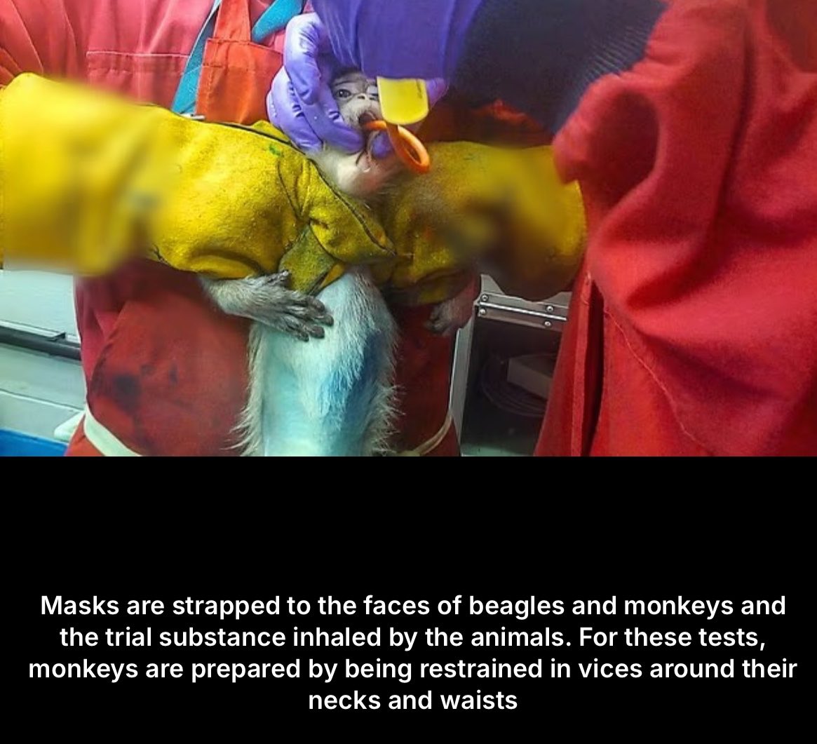 FireRabbit25's tweet image. #AnimalTesting is #AnimalTorture