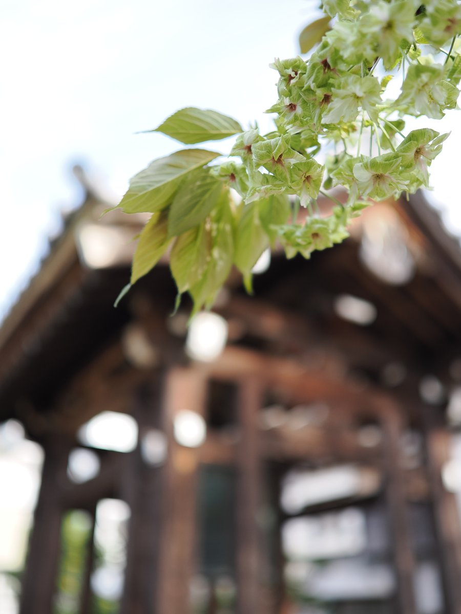 Ryuzou's tweet photo. 愛知県岡崎市 松應寺で撮影した「御衣黄桜（ぎょいこう）」。柔らかな光が芽吹きの瞬間を優しく切り取りました（記録 JPEG 撮影日 2026/4/12） 
OM-1 + ED 17mm F1.2 PRO

#OMSYSTEM
#マイクロフォーサーズ https://t.co/YaeoBSA67P