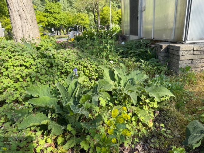 rinibiemans's tweet photo. De perken op het #jalonplein zien er en weelderig uit #biocrow volop inheems en lekker dichte kruidlaag… #inheems #biodiversiteit https://t.co/VSQH1aMPAq