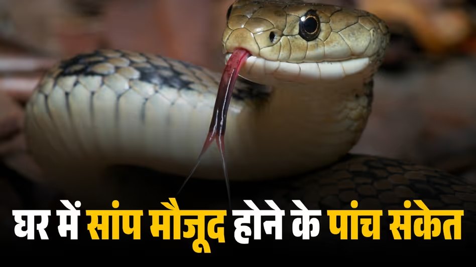 GoodNewsToday's tweet image. How to identify snake presence: कहीं आपके घर में भी तो नहीं छिपा है सांप, अगर दिखे ये पांच संकेत तो हो जाएं अलर्ट

#Summer #Tips #identify #Snake #Presence 

पूरी खबर पढ़ें:  tinyurl.com/ykkr67x6