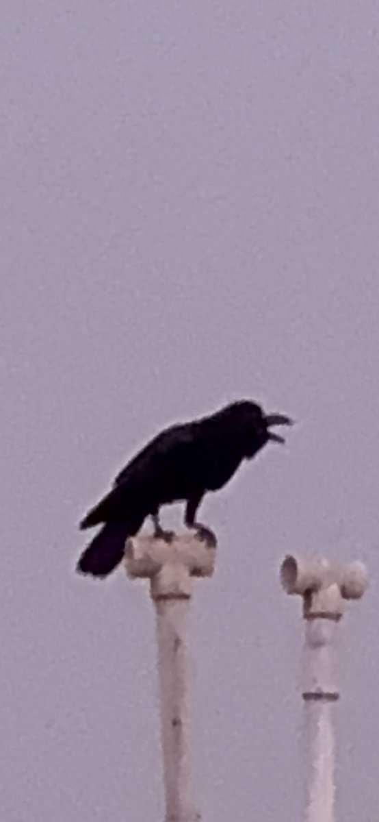 prasannasanthi's tweet image. Let’s see your photos of birds singing  - 🎶 🎵 

@Natures_Voice 

#sing #song #beauty #spring
#Pras_Clicks