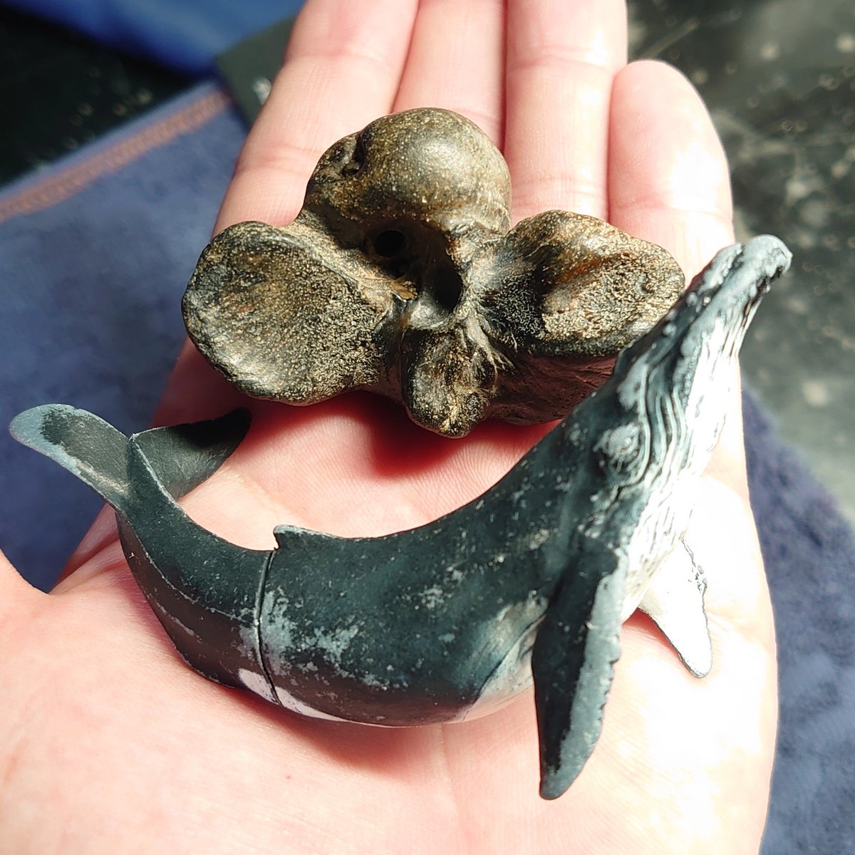 昨年拾った耳骨もデカかったけど、それより更にデカい❗️

次いでにクジラのフィギュアも落ちてた🐋

#ビーチコーミング
#化石 #耳骨