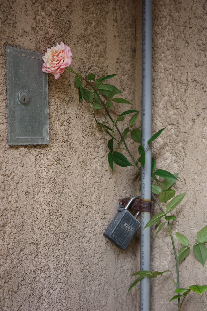 marikichi10's tweet image. Niigata walker 

#ricoh #ricohgr3x #gr3x #grsnaps  #streetsnap #streetphotography #candidphotography  #写真好きな人と繋がりたい #写真撮ってる人と繋がりたい