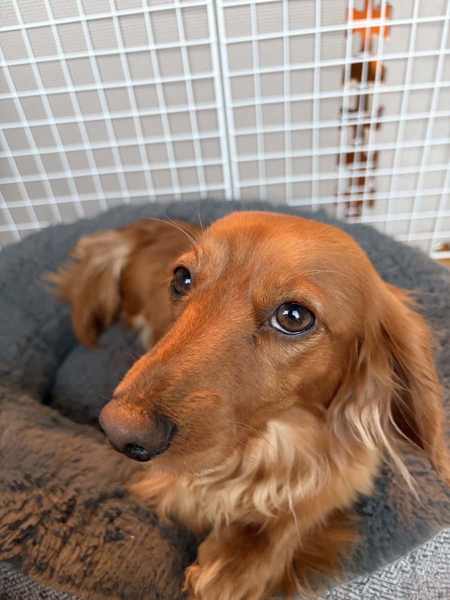 Kanoa.2005(🐶ダックス専門犬舎) tweet media